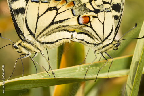 Tapeta ścienna Swallowtail (papilio machaon) motyle owadów krycia.