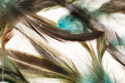 Naklejka na drzwi Color feathers