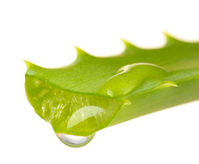 Sticker - Aloe leaf with drop, isolated on white