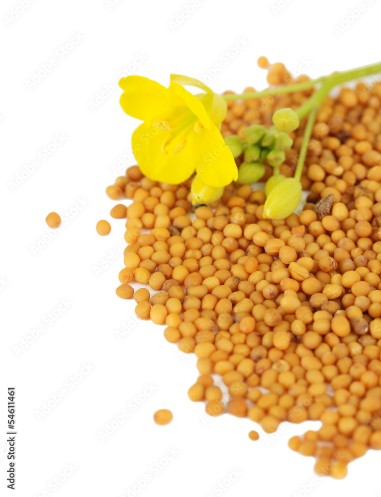 Mustard seeds with mustard flower isolated on white