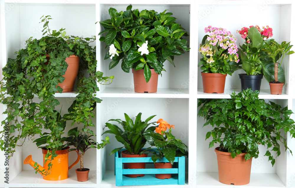 Beautiful flowers in pots on white shelves close-up