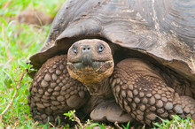 Galapagos Giant Tortoise In Closeup