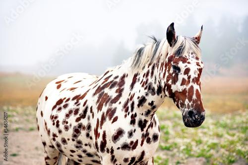 Naklejka na szybę spotty horse