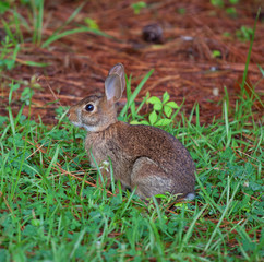 Wall Mural - Fast cottontail