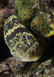 Chain moray eel on a reef.