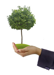 Wall Mural - tree in hand