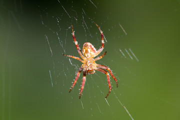 Wall Mural - spider on the web. macro