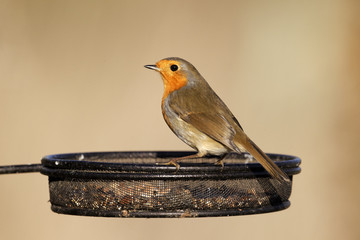 Wall Mural - Robin, Erithacus rubecula