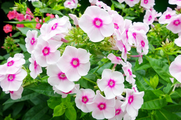 Poster - White with pink phlox