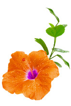 Orange Hibiscus,Tropical Flower On White Background
