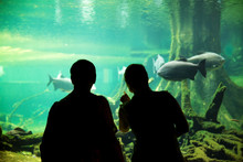 Couple At The Oceanarium