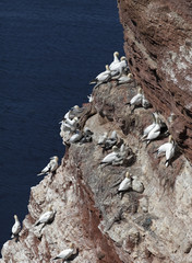 Wall Mural - Helgoland Basstölpelbrutplätze