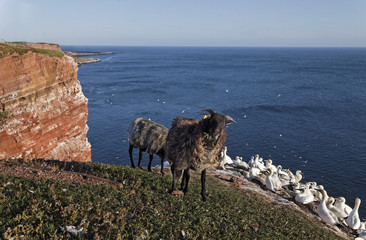 Wall Mural - Ziegen und Basstölpel auf Helgoland