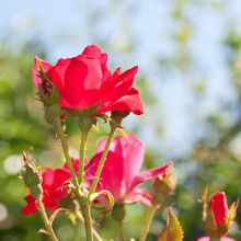 Beautiful Red Rose Flower In A Garden. Selective Focus