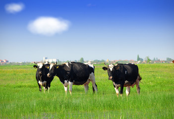 Canvas Print - Cows grazing on a green summer meadow