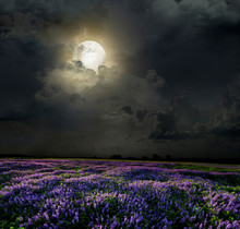 Lavender Field In The Moonlight