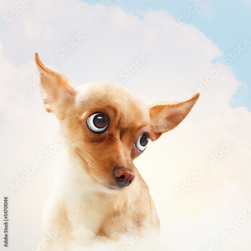 Plakat na zamówienie Funny dog portrait