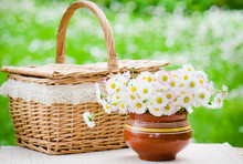 A Bouquet Of Daisies In A Pot On The Table For A Picnic