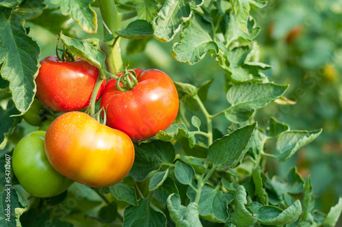 Tapeta ścienna Organiczna roślina pomidora