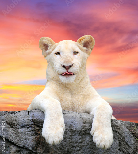 Nowoczesny obraz na płótnie White lion with beautiful sky background.