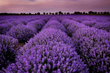 Fototapeta Krajobraz - Fields of Lavender at sunset