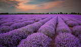 Fototapeta Krajobraz - Fields of Lavender at sunset