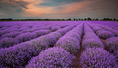 Wall Mural - fields of lavender at sunset