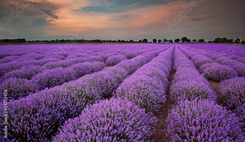 Naklejka dekoracyjna Fields of Lavender at sunset