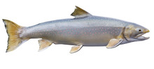 Dolly Varden Trout Isolated On A White Background
