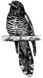 Bird Himalayan Cuckoo