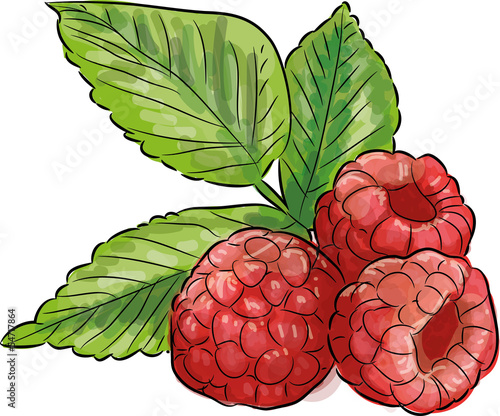 Himbeeren Gemalt Stock Adobe Stock