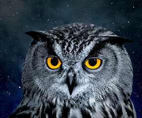 Fototapete - Eagle Owl, Bubo bubo