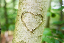 Heart Scratched Into A Young Tree