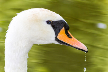 White swan macro with waterdrops in the feathers