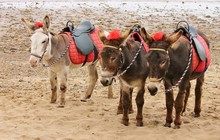 Donkey Ride On Seaside UK Beach For  Donkey Rides At The Seaside Stock, Photo, Photograph, Image, Picture