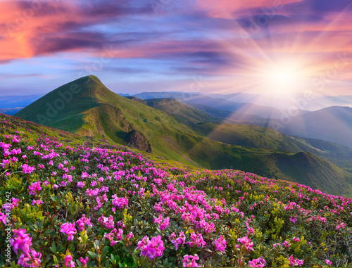 Nowoczesny obraz na płótnie Magic pink rhododendron flowers in the mountains