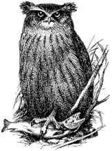 Bird Fishing Owl