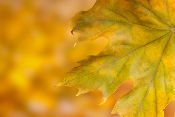 Poster - dry autumn maple leaf on yellow background