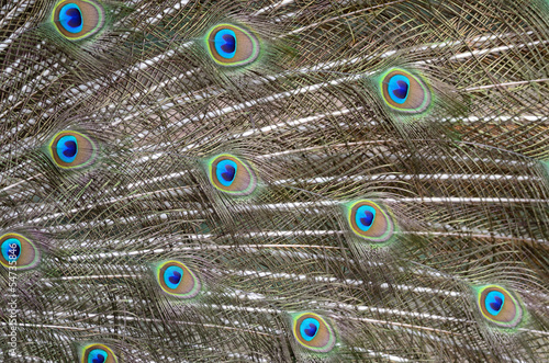 Naklejka - mata magnetyczna na lodówkę Green Peafowl feather