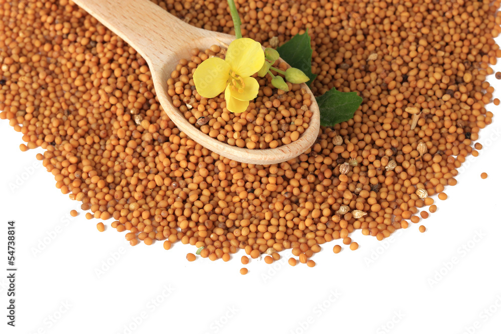Mustard seeds with mustard flower isolated on white