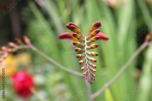 Garten Montbretie Crocosmia X Crocosmiiflora Buy This Stock