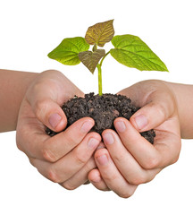 Sapling in hands