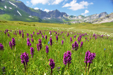 Wild Orchids In An Alpine Meadow. Melchsee-Frutt, Switzerland