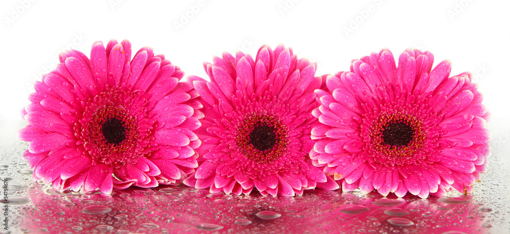 Beautiful pink gerbera flowers, isolated on white