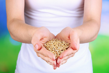 Wheat grain in female hands on natural background