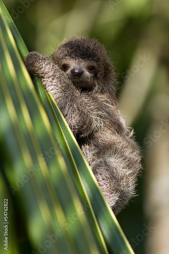 Cuadros en Lienzo baby three-toed sloth in Costa Rica