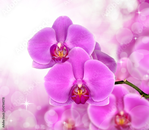 Board z aluminiowym obramowaniem Piękna purpurowa orchidea
