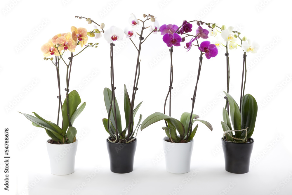 Phalaenopsis orchids in flower pot - obrazy, fototapety, plakaty 