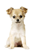 Chihuahua Puppy Isolated On White