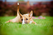funny bull terrier puppy lying down on the grass